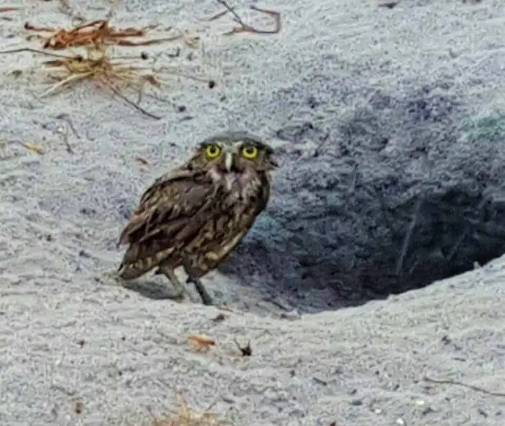 Coruja de areia